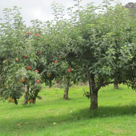 White Heather Bed & Breakfast Kenmare