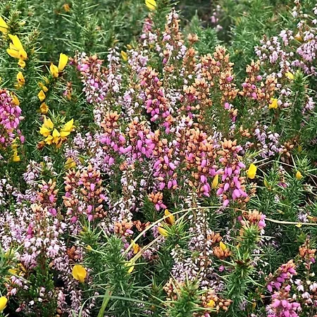 White Heather לינה וארוחת בוקר