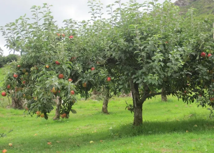 White Heather Bed & Breakfast Kenmare