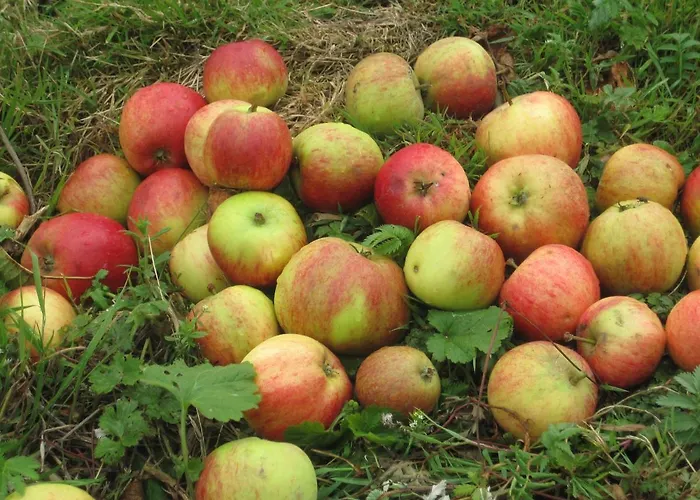 Bed & Breakfast White Heather 3*