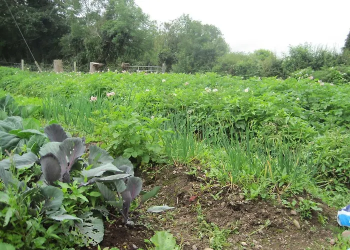 White Heather Bed & Breakfast Kenmare